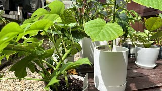 Eli Kato Vlogs is live! My Garden