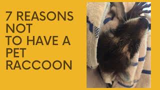 7 reasons NOT to have a pet raccoon