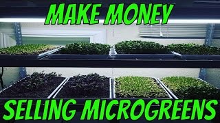 Make Money Growing Microgreens