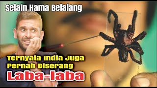 Selain Hama Belalang, Laba-Laba Dan Tikus Juga Pernah Menyerang di India !!