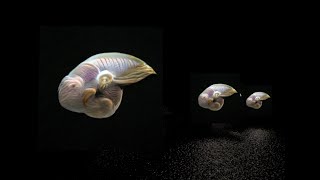 Ai Art: Evolution of Alien Life imagined by Artificial Intelligence