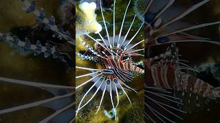 Discovering the myths and truths about lionfish