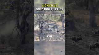 Lion Attacks Wild Dog Puppies