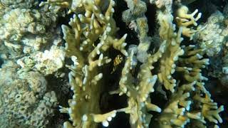 Red Sea Snorkeling at Aqaba, Jordan