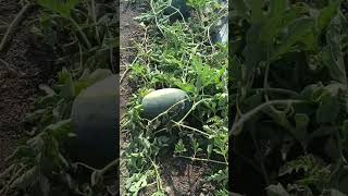 Watermelon 🍉🍉 farm #organicfarming #villagelife #farmer #farming #gujarat