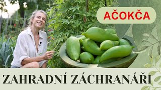 Ačokča #zahrada #zelenina #garden #zahradniceni #liana #pestovani #okurka #paprika #danieladuskova