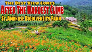 St.Ambrose Biodiversity Farm aka Mini-Tayak | Barangay Atisan, San Pablo City Laguna | My 3rd Visit