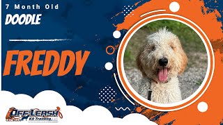 Freddy | 7 Month Old Doodle | 1 Week Board & Train | Off Leash K9 Training, Georgia