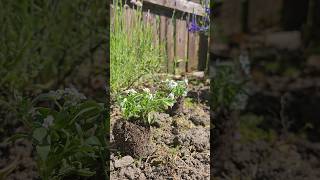 Self-reflecting while gardening. 🌱 #mindfulness #naturelover #gardeningtherapy #gardeningplants