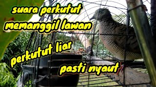 suara perkutut memanggil lawan,perkutut liar pasti nyaut #pemikat desa