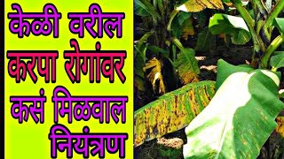 केळी करपा उपाय व्यवथापन केळी करपा बुरशीनाशक Banana Sigatoka Management Control Fungicide Trichoderma