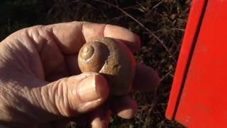 Clever craft Cache - Geocaching UK - Magnetic Micro Snail !