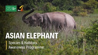 Asian Elephant - Species & Habitats Awareness Programme