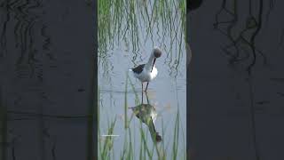 Beautiful Stilt Bird #stilts #stilt #birds #birdslover #love #birding #shortsfeed #shortvideo #views