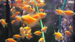 🐠Aquass - Тернеция Глофиш оранжевая (Gymnocorymbus Ternetzi glofish orange)