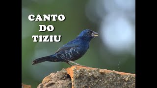 Canto do Tiziu