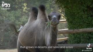 What do camels eat? #camel #camelmilk #bactriancamel #factory #powderedmilk #healthcare #camelstory