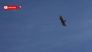 Black Kite Call ! Black Kite Bird ! Black Kite Bird Sound ! Black Kite Noise  KUN ASMR SOUND