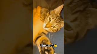 Dramatic cats #funnyvideo #usacats #catfunny #funny #catsusa #catusa #catvideos #usa #foryou