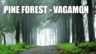 Vagamon pine forests | travel kerala | kerala tourism