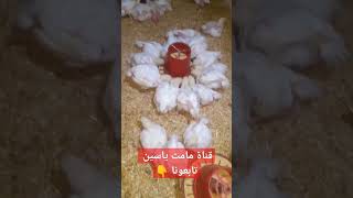 قناة مامت ياسين لتربية الطيور تابعونا #مامت_ياسين_