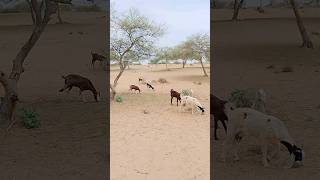 Goats in Thar desert #ytshorts #goats#thar #animals #shorts #viral #pet #oldtree #whitegoat