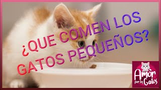 ¿Qué comen los gatos pequeños?