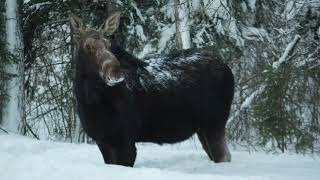 Climate Change and Moose in Minnesota