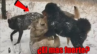 1Poderoso Mastín tibetano vs 3 Lobos, este fue el resultado de la Batalla!