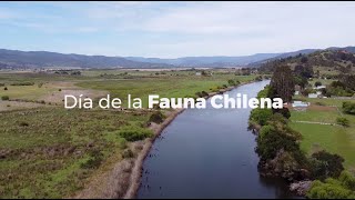 ¡Día de la Fauna chilena!