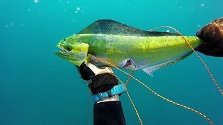 dorado spearfishing דוראדו בצלילה