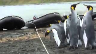 Penguins trying to jump over a rope