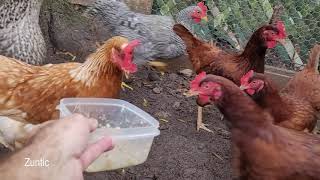 Chickens try chicken and rice. Will chickens eat chicken and rice?