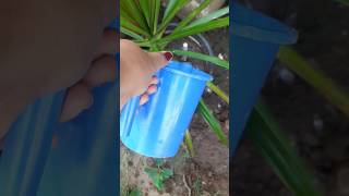 Dracaena plant cutting se repotting karna🪴 # plants # garden