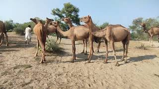 How a Camel Resting Program Could Save Your Company || Camel Resting || Camel Resting Strategies