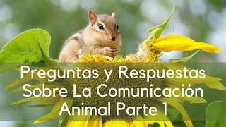 Preguntas y Repuestas Sobre La Comunicación Animal Parte 1 de 3