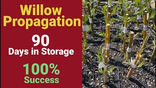 Willow Propagation Success Rates After 90 Days in Cold Storage