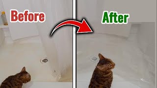 How To Clean Shower and Get Rid Of Mold With Kitten Satisfaction