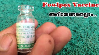 All about Fowlpox vaccine|Fowlpox vaccination അറിയേണ്ടതെല്ലാം|kozhi farm|CJ Farms