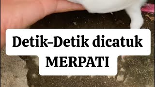 DETIK-DETIK DICATUK MERPATI, Nyaris Kena Mata