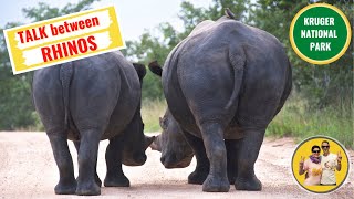 How rhinos communicate / come comunicano i rinoceronti