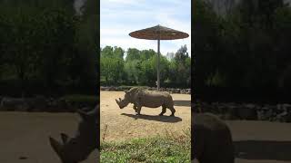 बेहतरीन जानकारी #animals #facts #youtubeshorts #viral #rhino #shorts