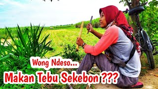 Cari Tebu Di Kebon | makan tebu #wongdeso #tebu #madiun