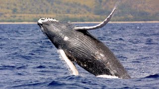 Whale watching sri lanka by air f-airways #srilanka #whales #whalewatching #joyride තල්මස් නැරබිම