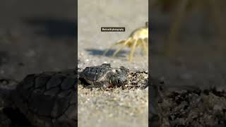 Tortuga marina siendo cazada por un un cangrejo 🦀