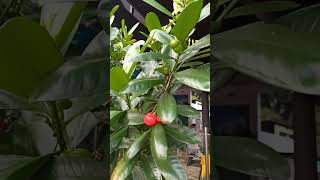 ¿SERÁ BUENO O MALO ESTE FRUTO?  PLANTAS #colombia #cafecolombiano #flores