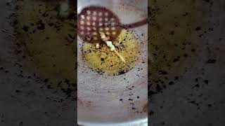 Bhutta fry recipe #youtubeshorts #food