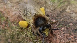 La ponte des reines d'abeilles noires en janvier  - Apiculture S02E01