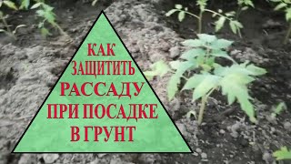 КАК ЗАЩИТИТЬ РАССАДУ ПРИ ВЫСАДКЕ В ГРУНТ.ОШИБКИ ПРИ ВЫРАЩИВАНИИ РАССАДЫ .