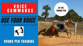 🐴 Horses are so 🧠 smart #horse #voicecommands